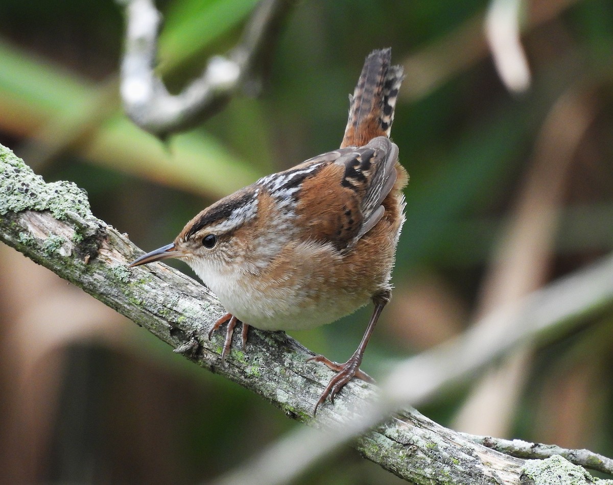 Marsh Wren - ML642357819