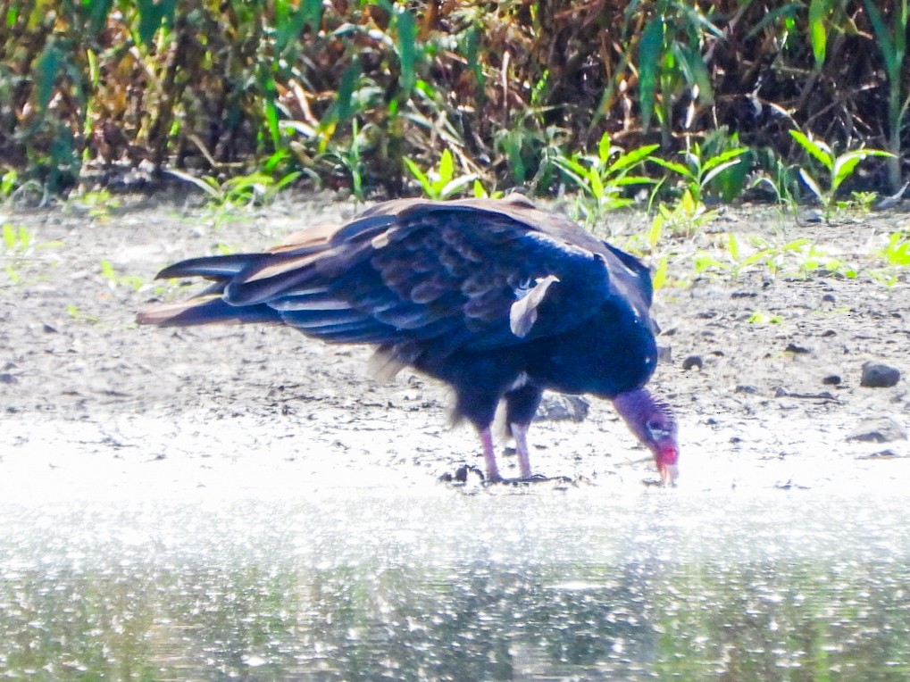 Turkey Vulture - ML642357835