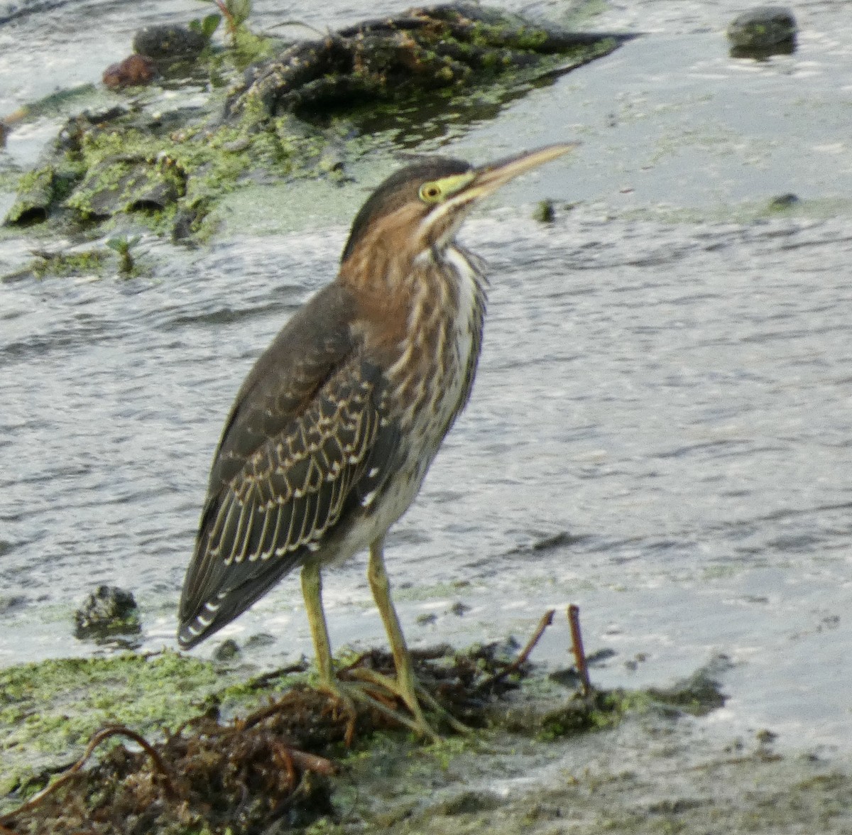 Green Heron - ML642357859