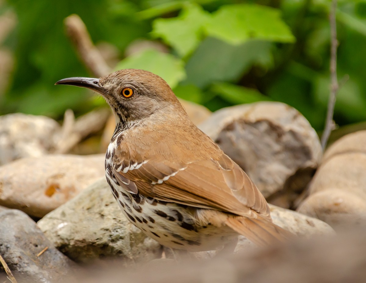 Long-billed Thrasher - ML642357865