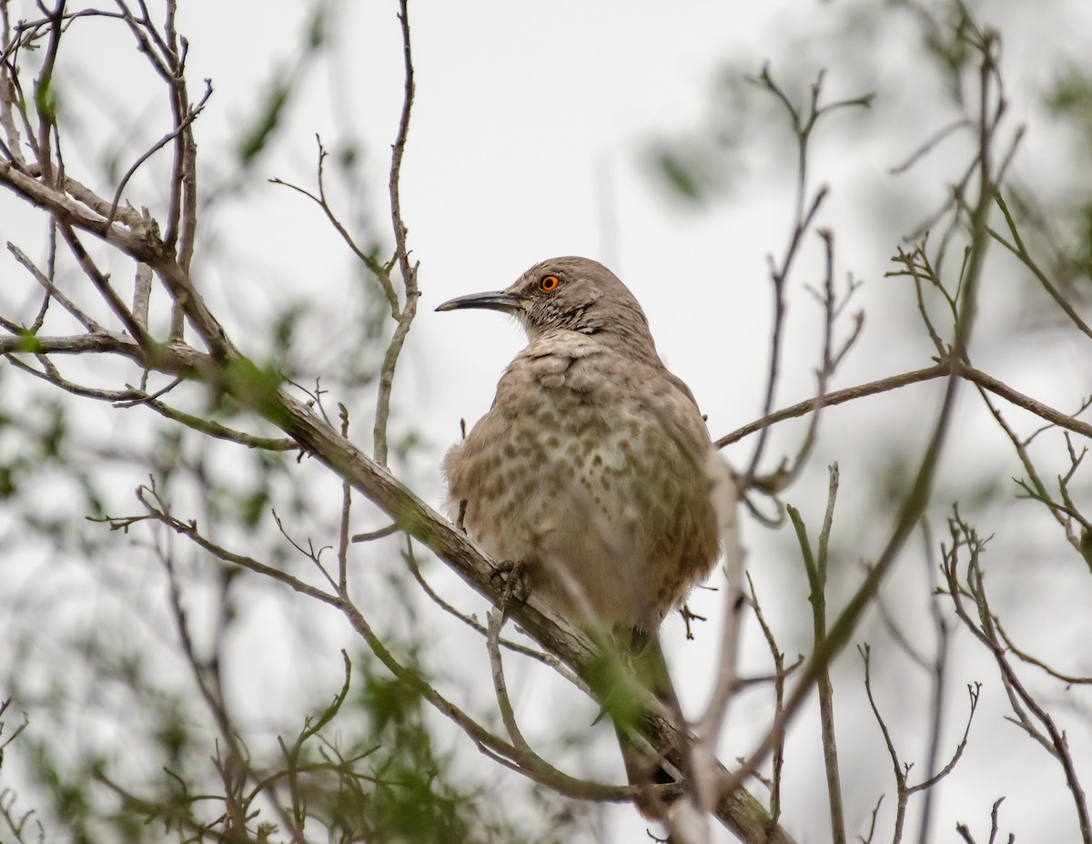 kaktusspottefugl - ML642357877
