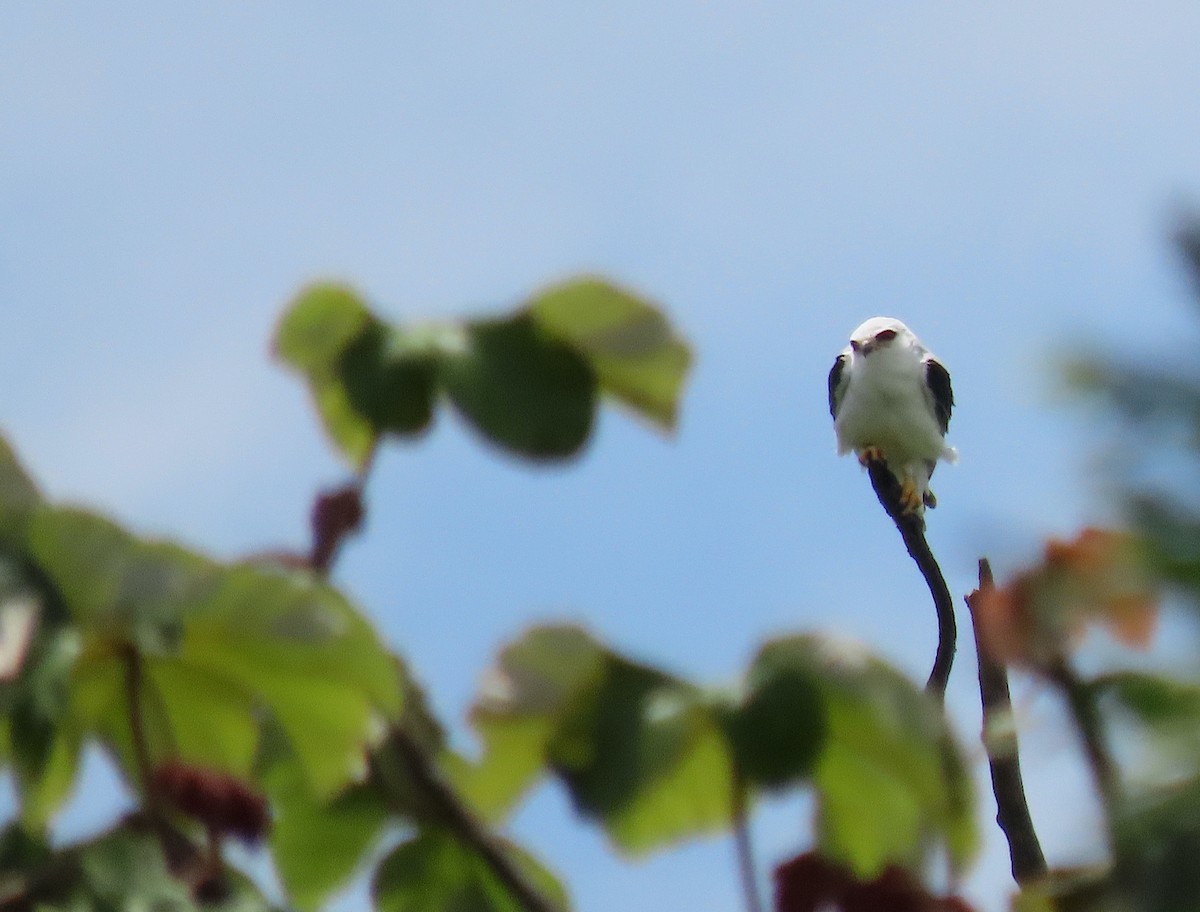 White-tailed Kite - ML642357878
