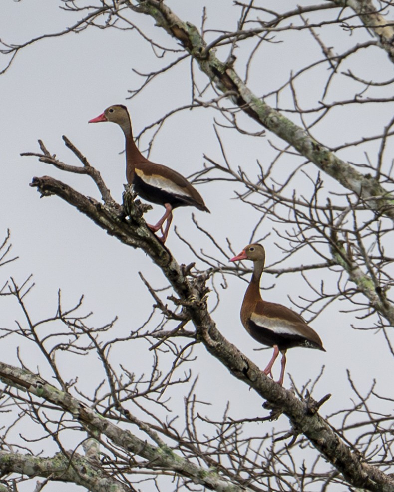 Black-bellied Whistling-Duck - ML642357879
