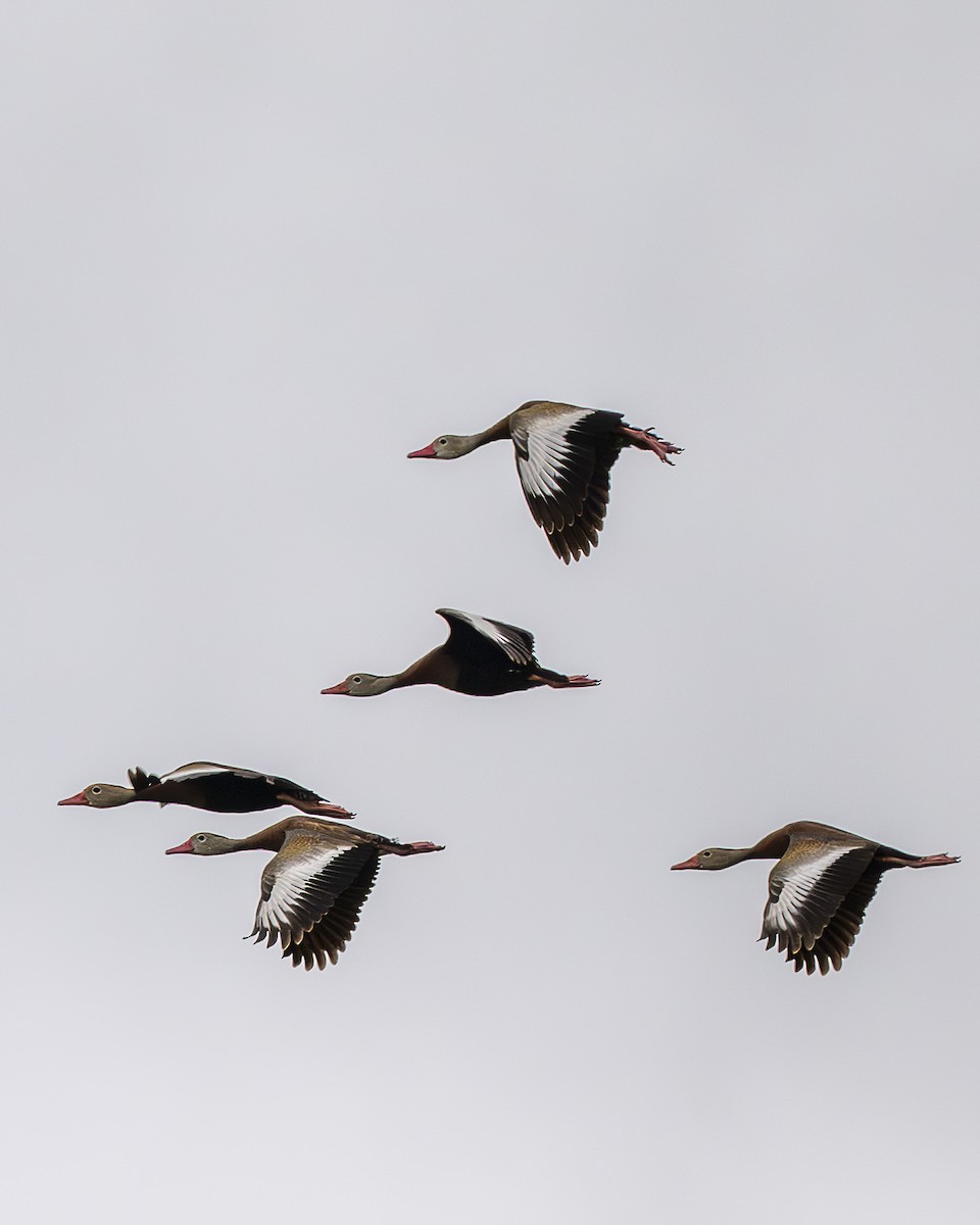 Black-bellied Whistling-Duck - ML642357880