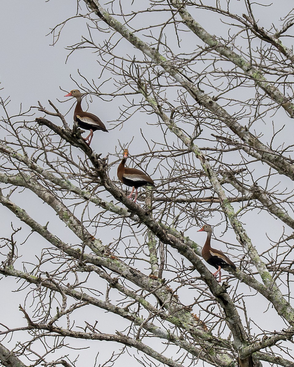 Black-bellied Whistling-Duck - ML642357881