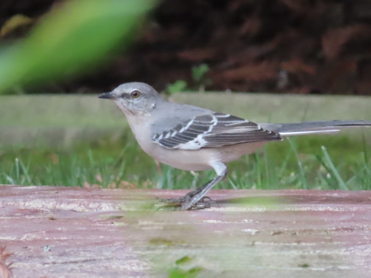 Northern Mockingbird - ML642357890