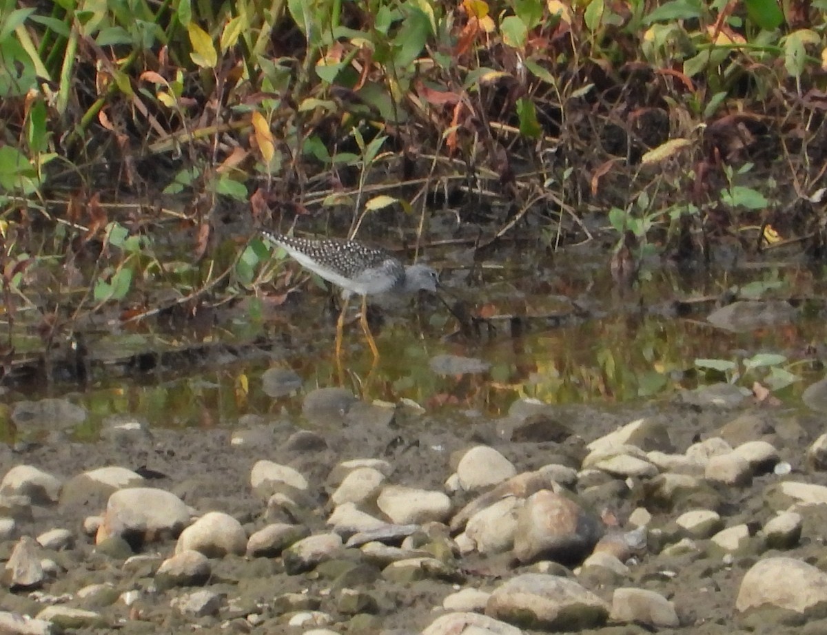 plystresnipe - ML642357923
