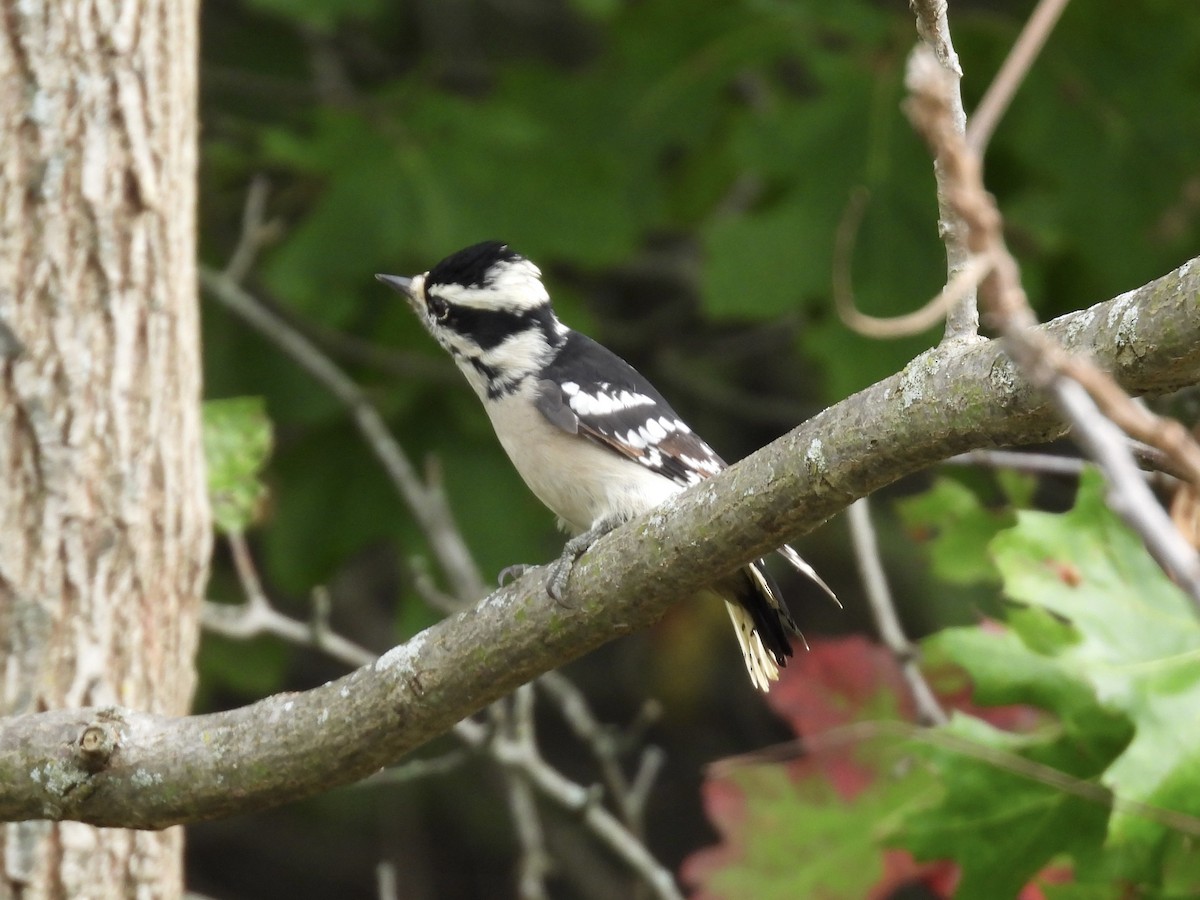 Downy Woodpecker - ML642357952