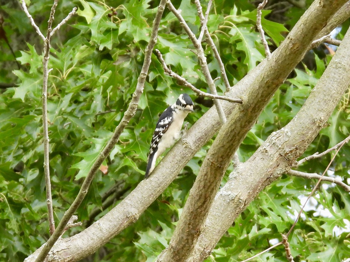 Downy Woodpecker - ML642357953