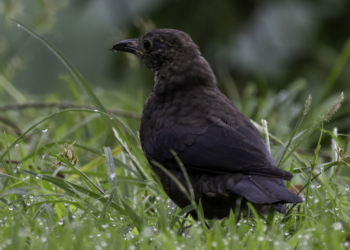 Chinese Blackbird - ML642357966