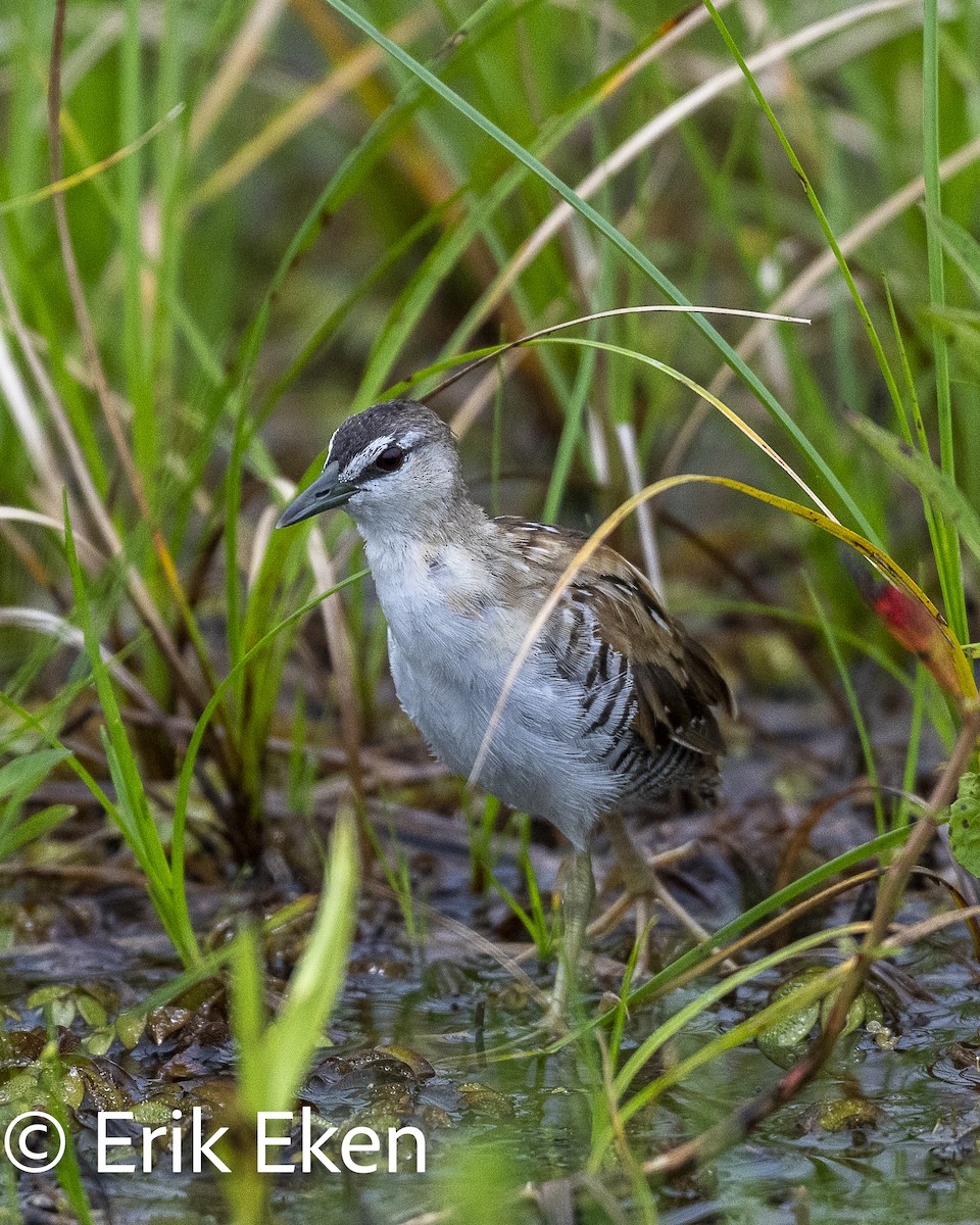 gulbrystrikse - ML642357970