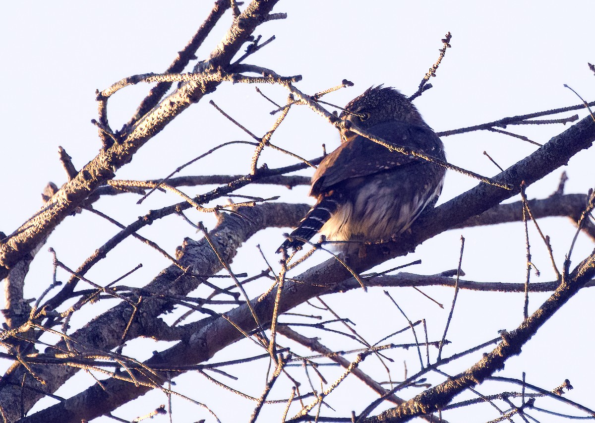 Northern Pygmy-Owl - ML642357971