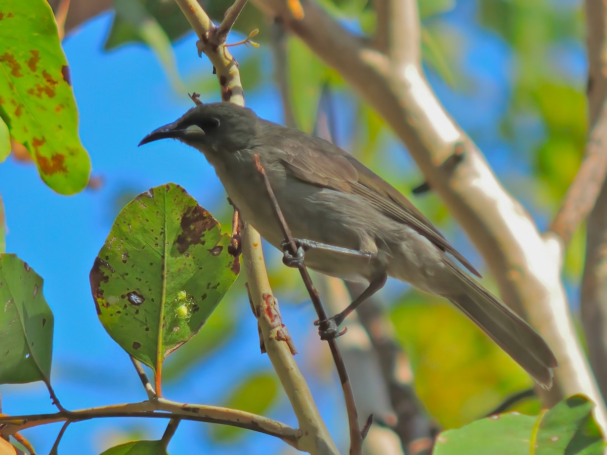 White-gaped Honeyeater - ML642357972