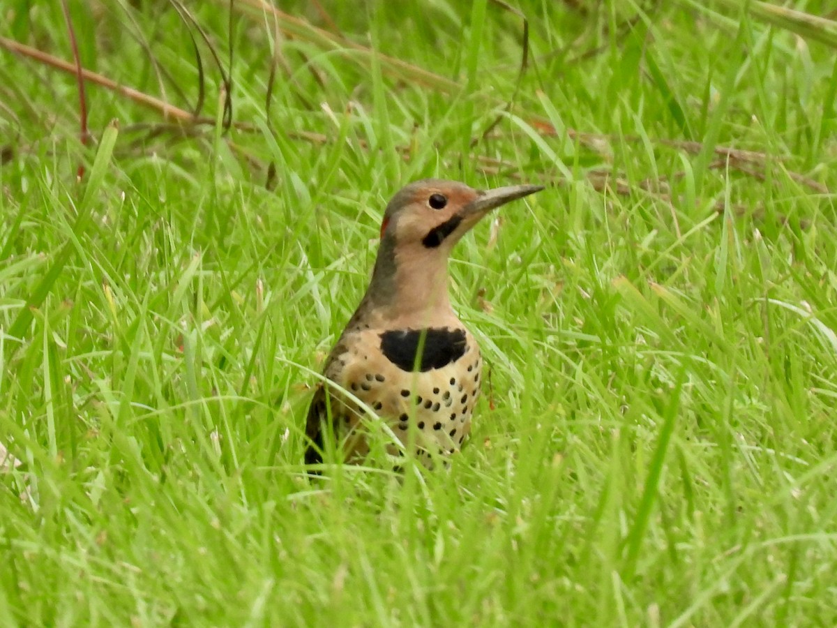 Northern Flicker - ML642357976