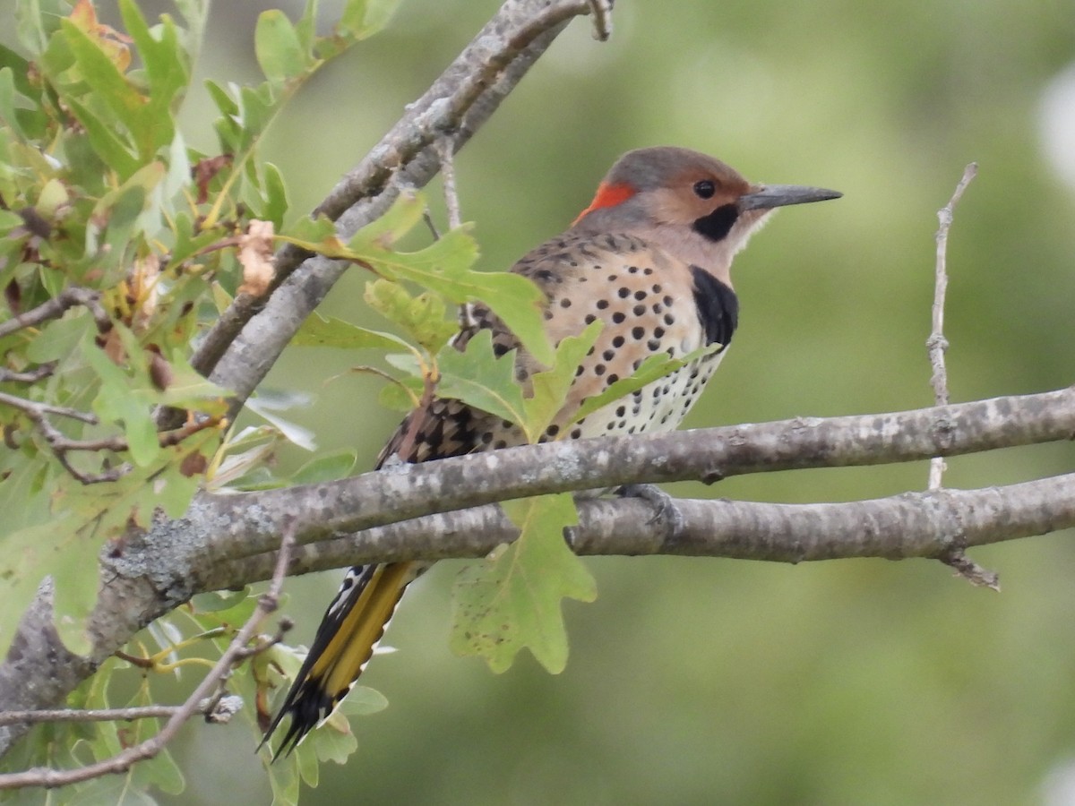 Northern Flicker - ML642357977
