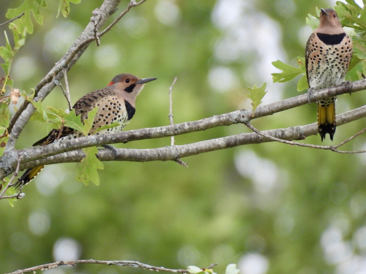 Northern Flicker - ML642357978