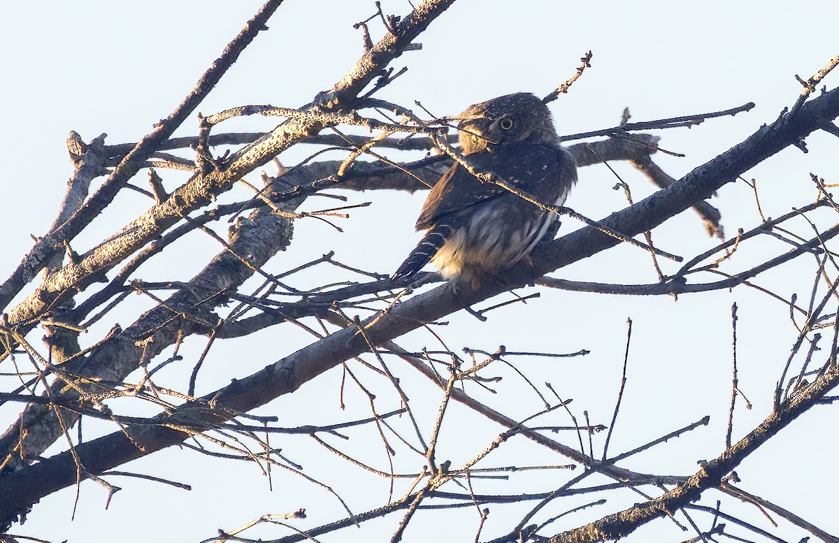 Northern Pygmy-Owl - ML642357992