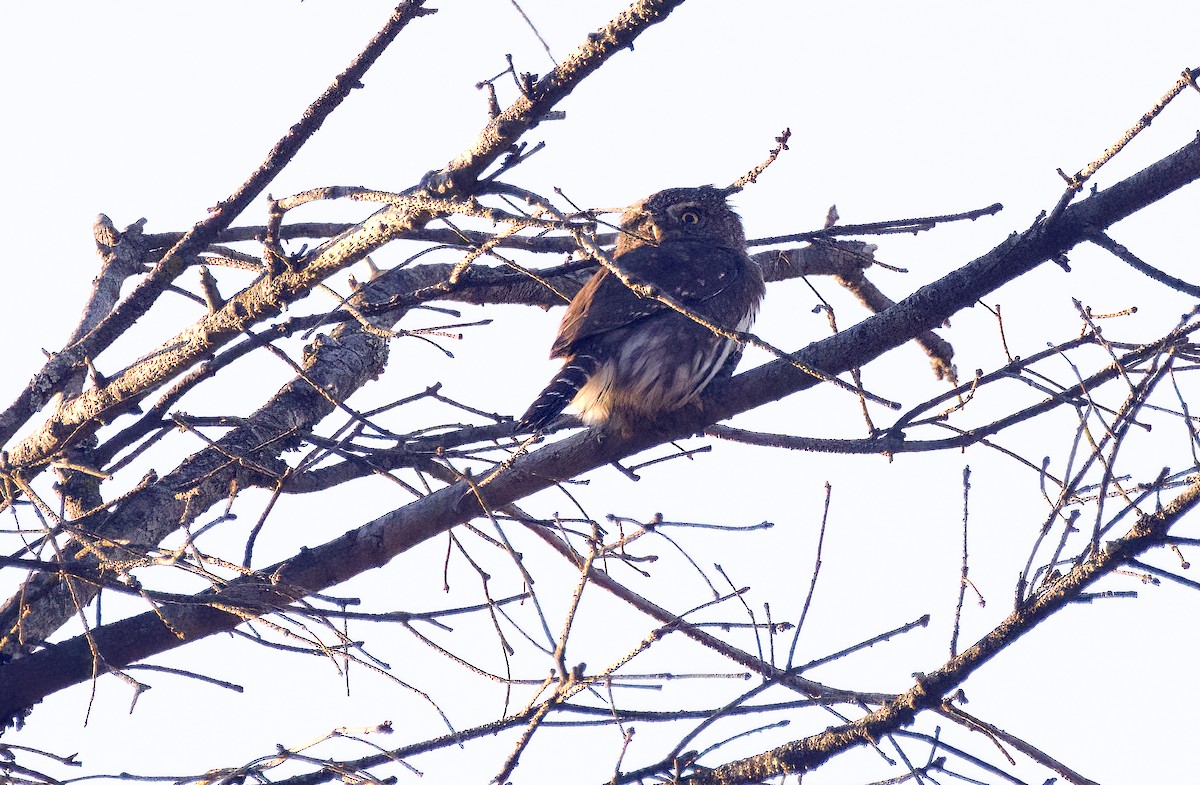 Northern Pygmy-Owl - ML642357993