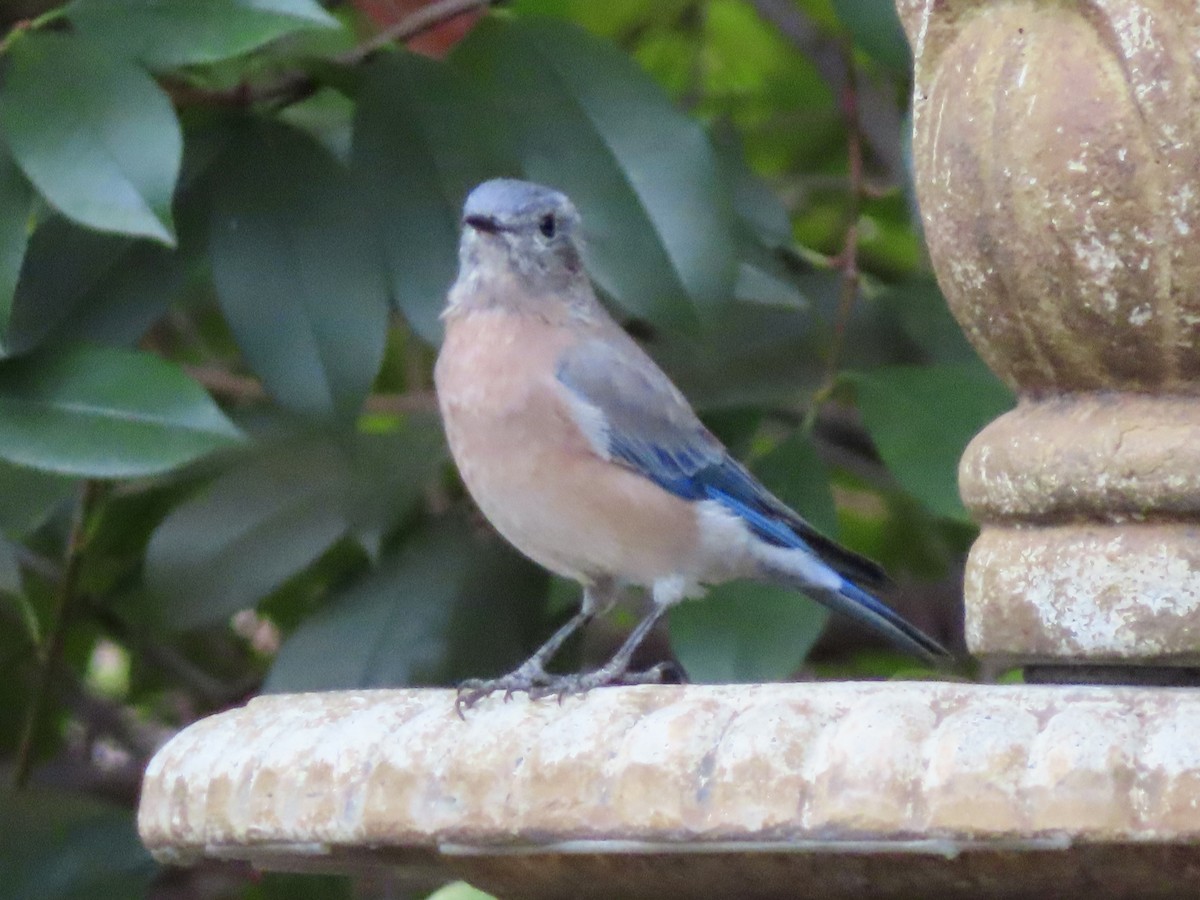 Western Bluebird - ML642357998