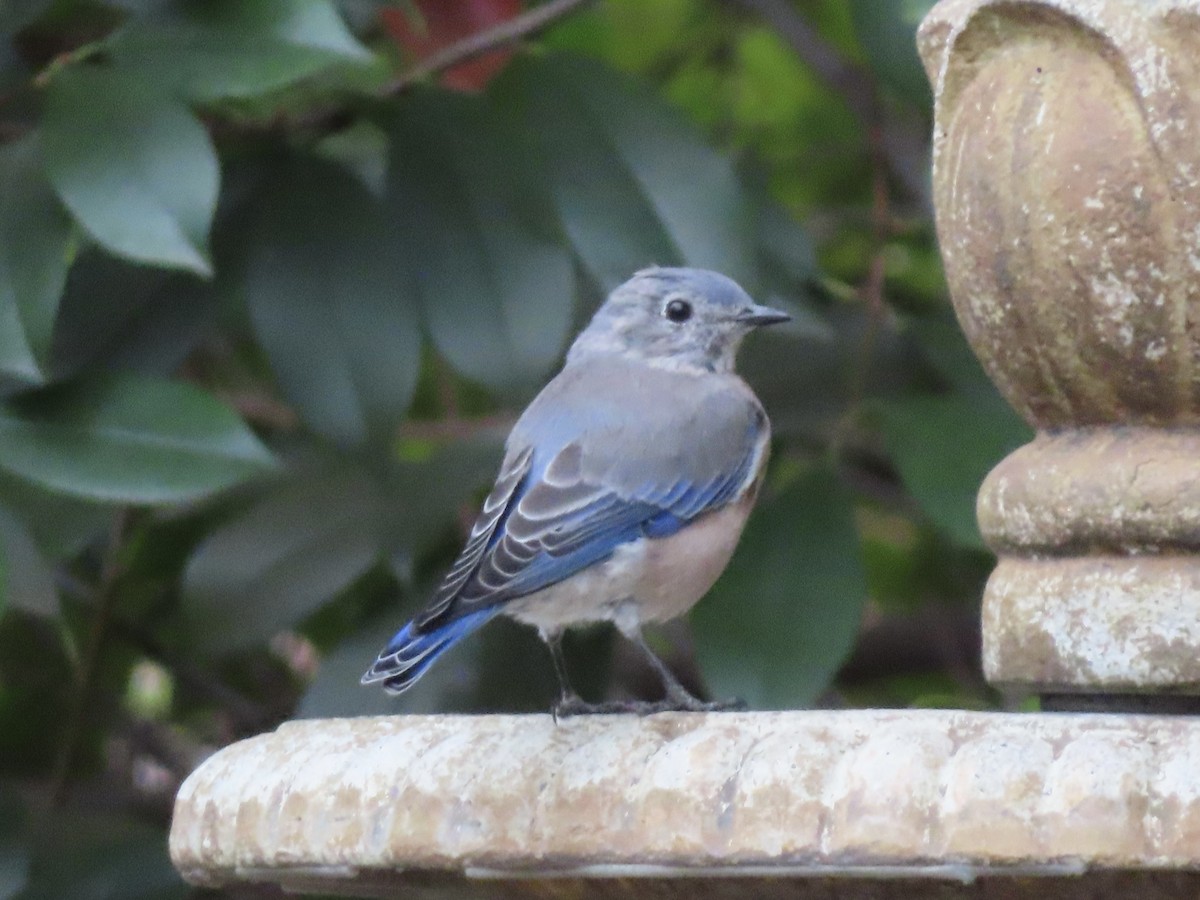 Western Bluebird - ML642357999
