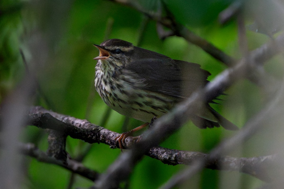 vannparula - ML642358009
