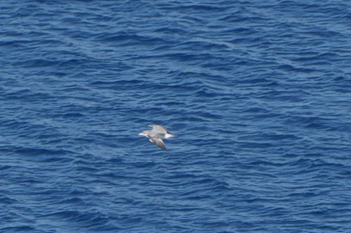 ringnebbmåke - ML642358026