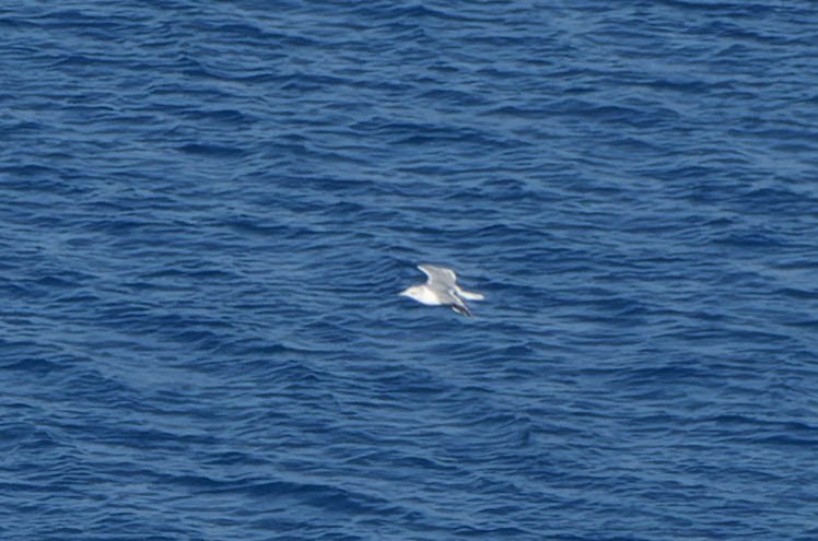 ringnebbmåke - ML642358027