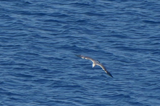 ringnebbmåke - ML642358028