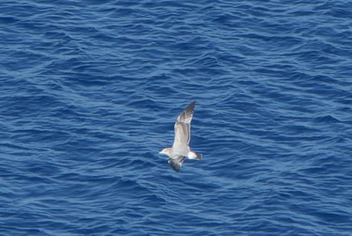 ringnebbmåke - ML642358029