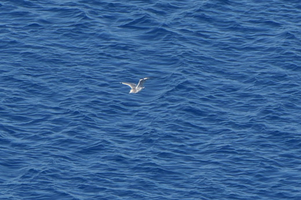 ringnebbmåke - ML642358030
