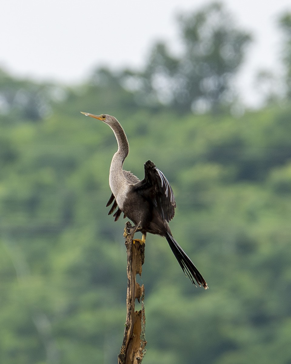 Anhinga amerikarra - ML642358047