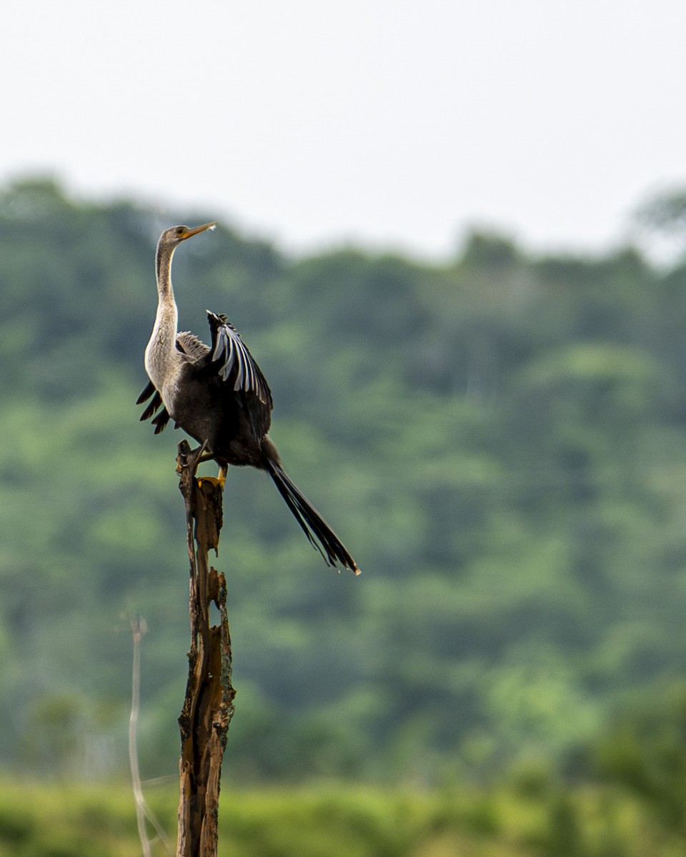 Anhinga amerikarra - ML642358048