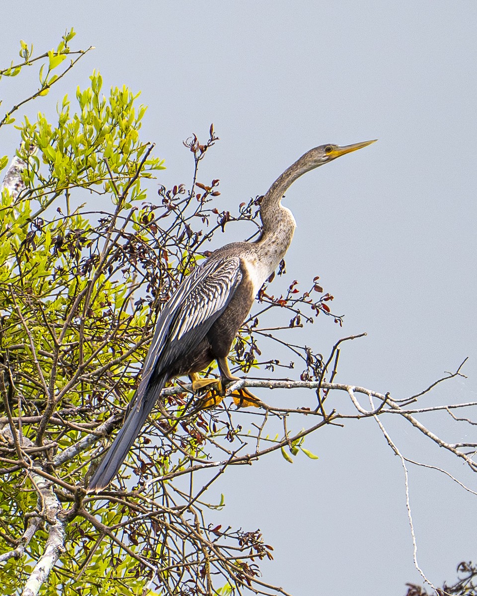 Anhinga amerikarra - ML642358050