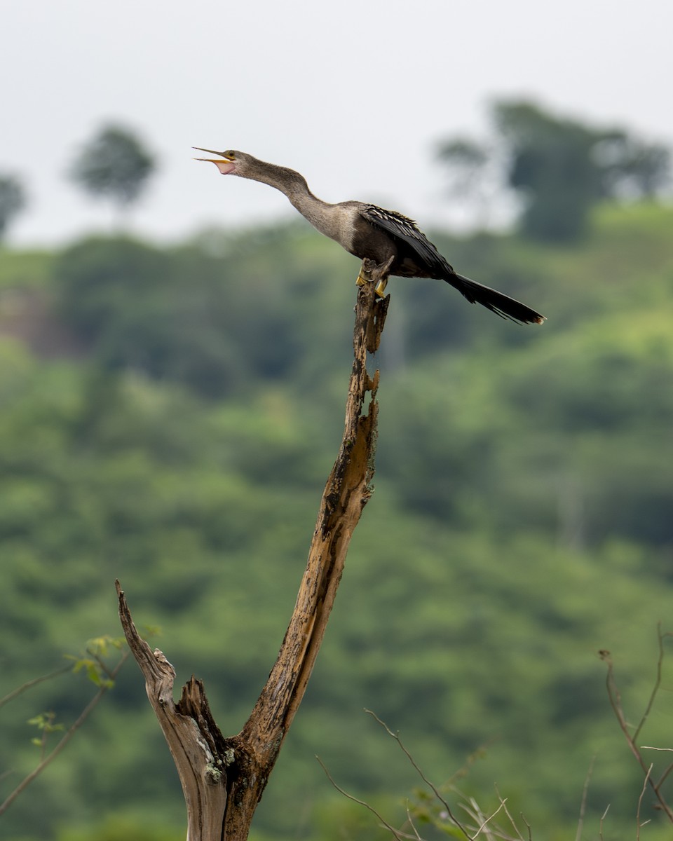 Anhinga amerikarra - ML642358052
