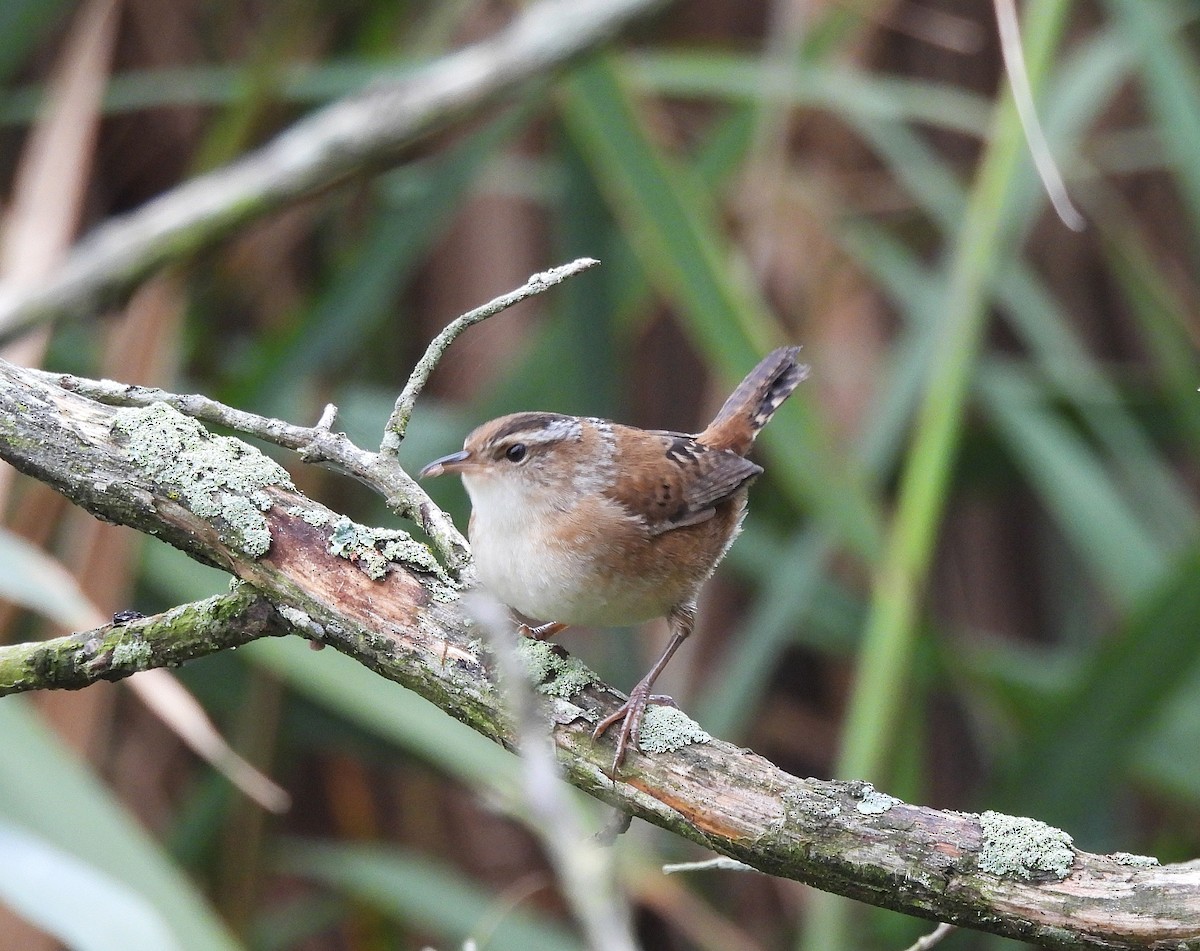 Marsh Wren - ML642358056