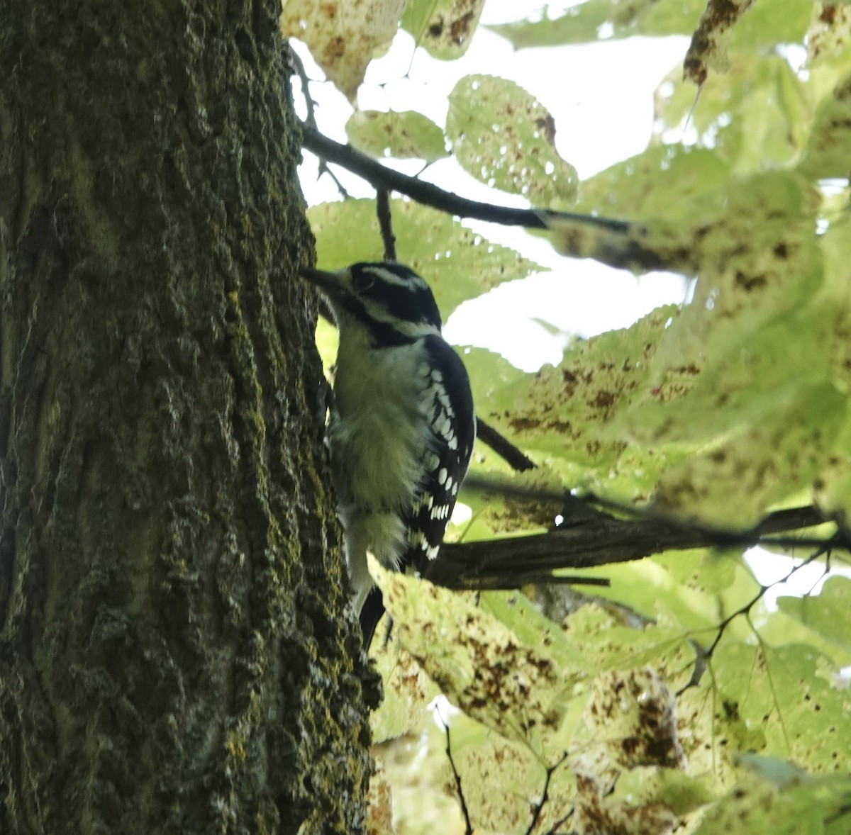 Downy Woodpecker - ML642358073