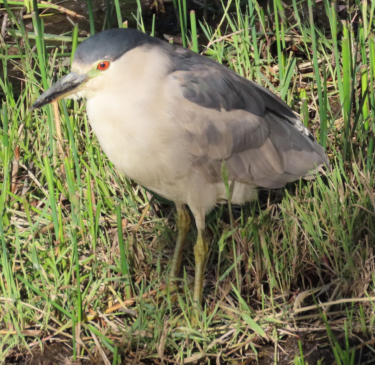 Black-crowned Night Heron - ML642358074
