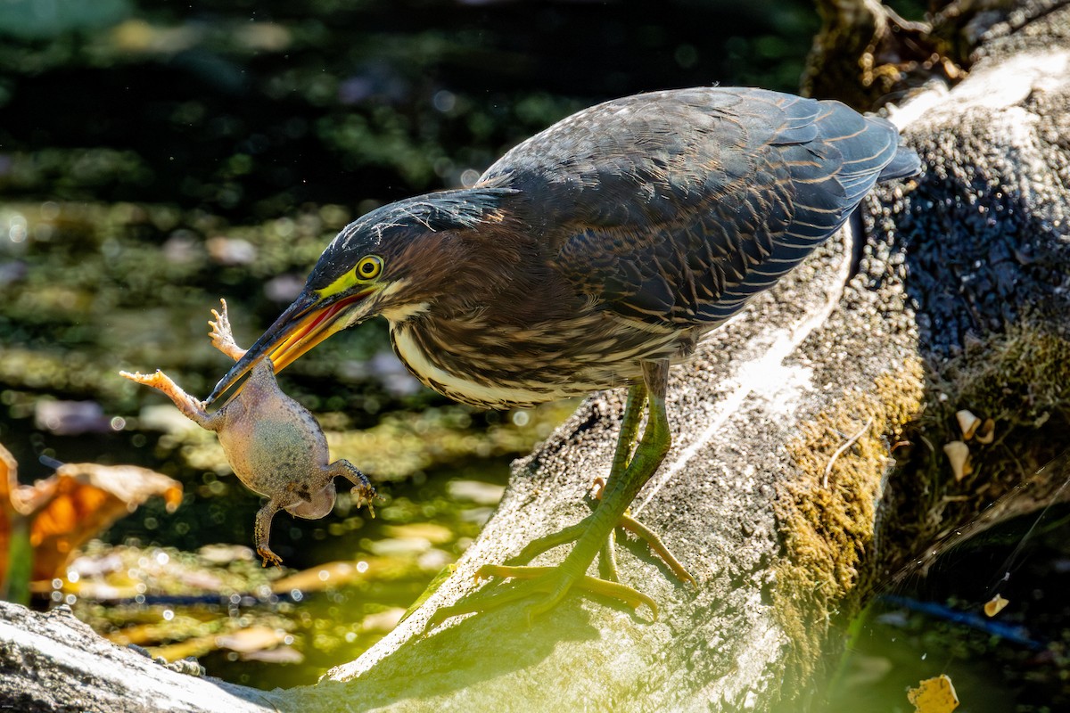 Green Heron - ML642358087