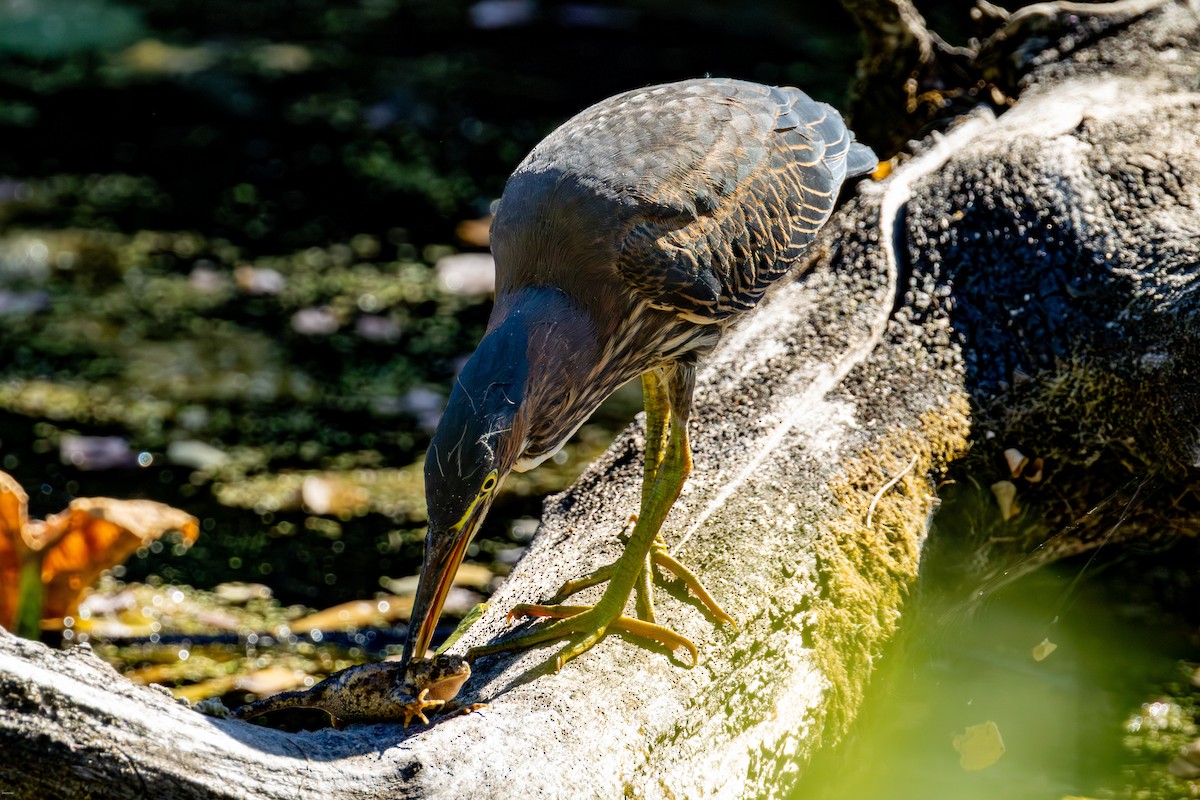 Green Heron - ML642358088