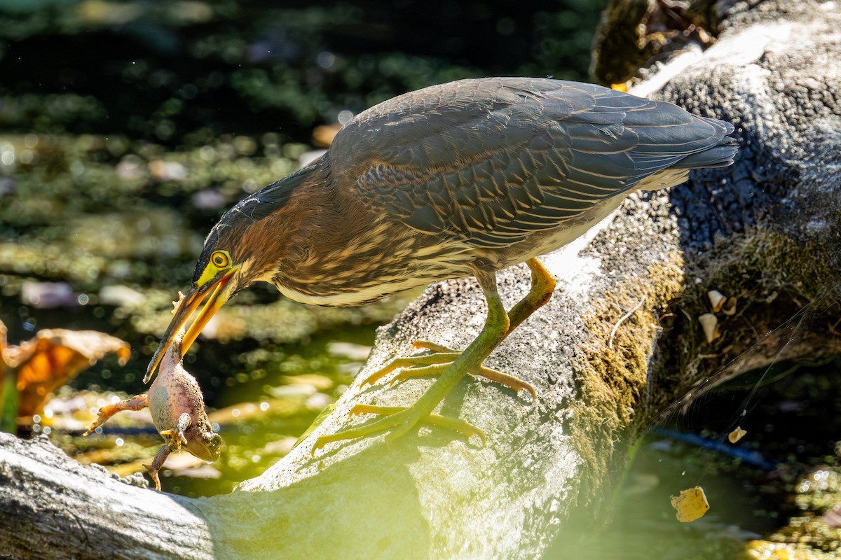 Green Heron - ML642358089