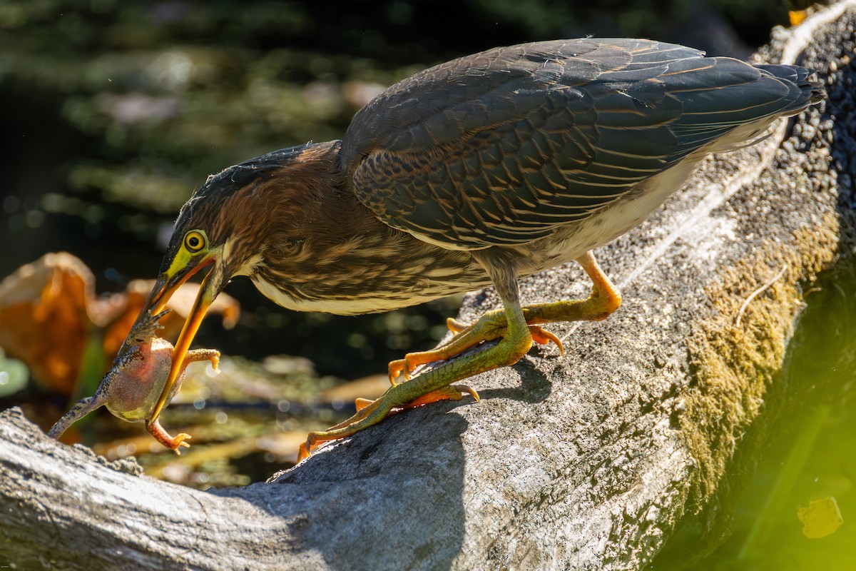 Green Heron - ML642358091