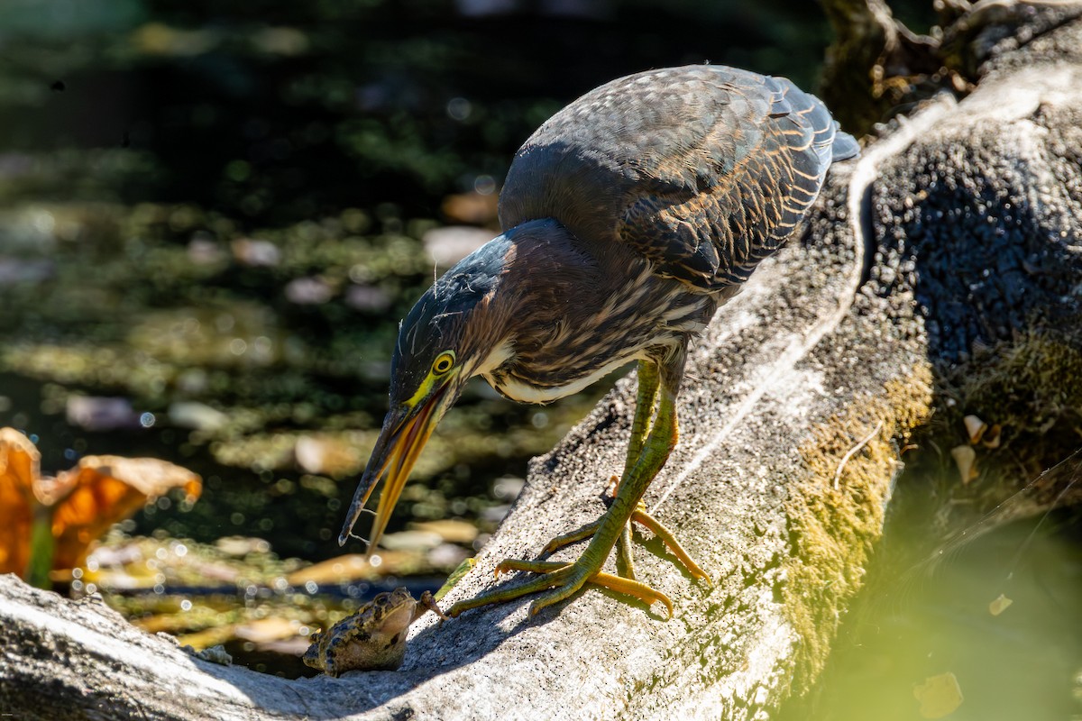 Green Heron - ML642358094