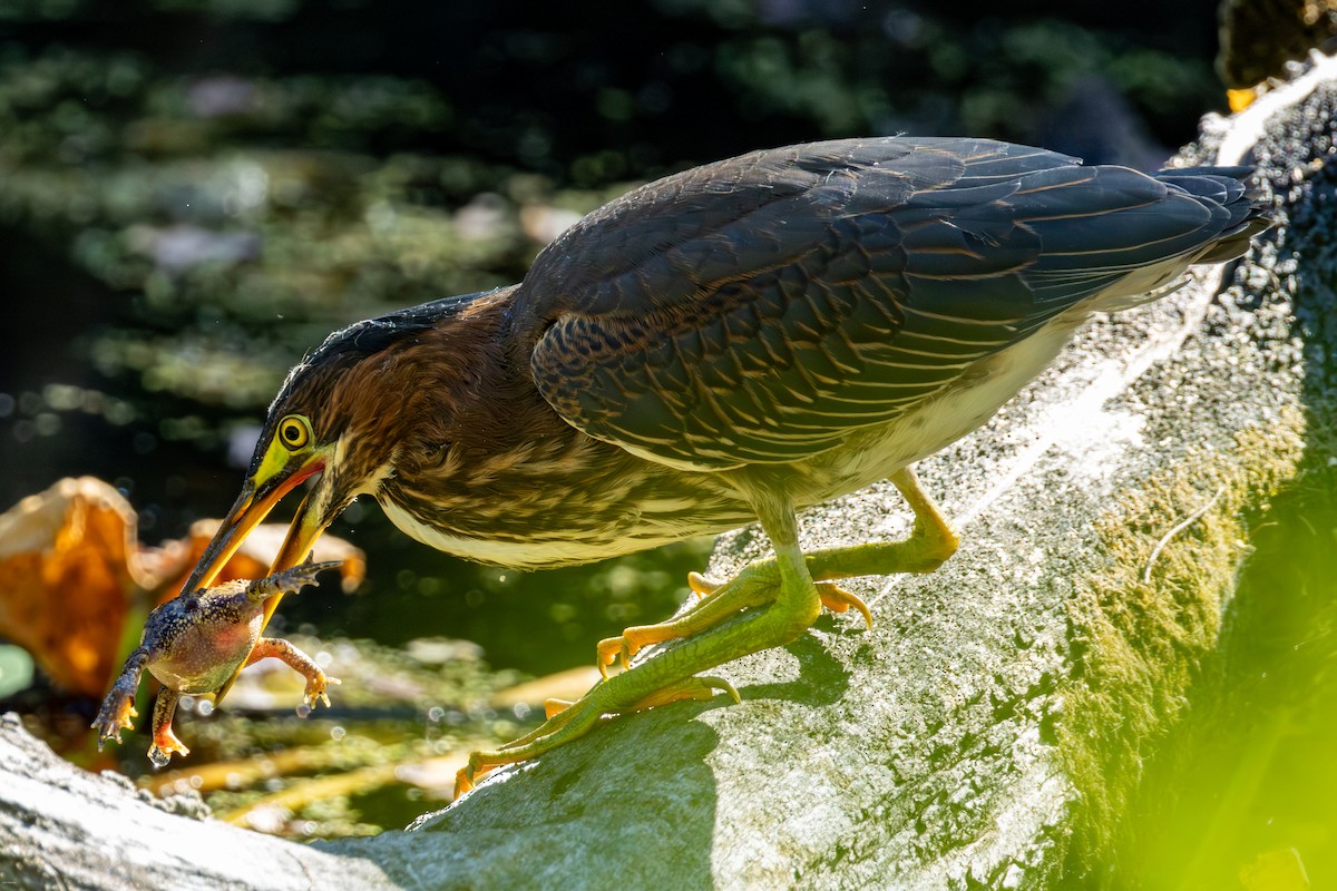 Green Heron - ML642358095
