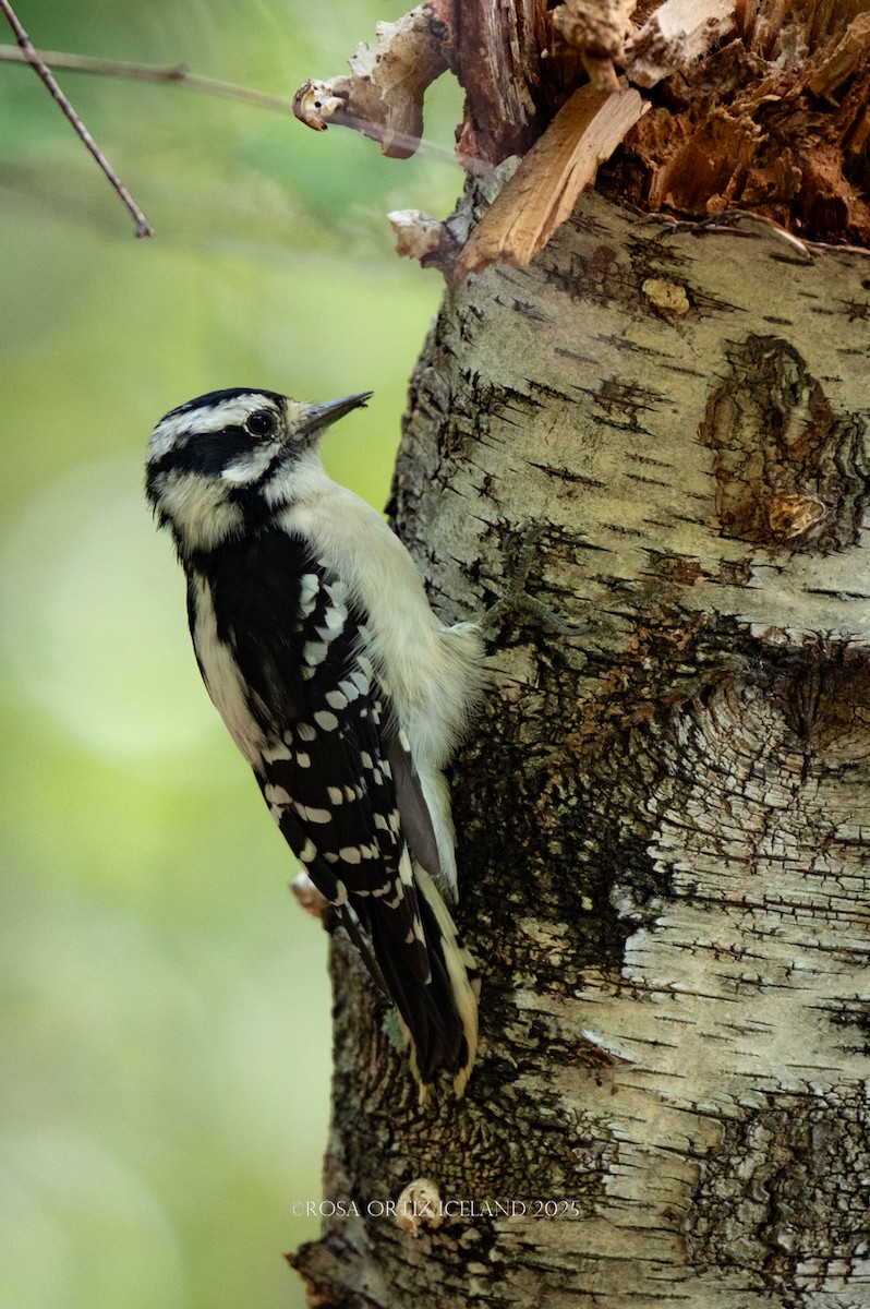 Downy Woodpecker - ML642358098