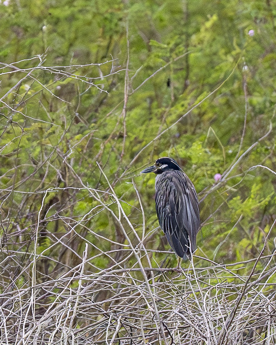 Yellow-crowned Night Heron - ML642358120