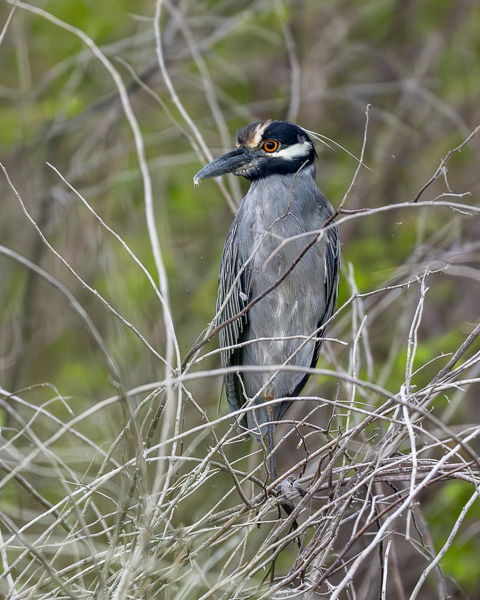 Yellow-crowned Night Heron - ML642358121