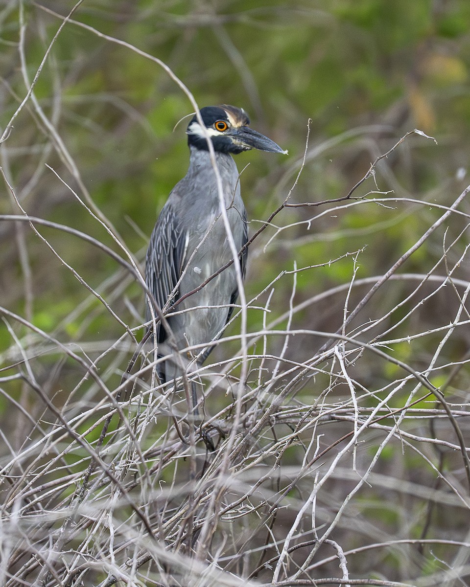 Yellow-crowned Night Heron - ML642358122