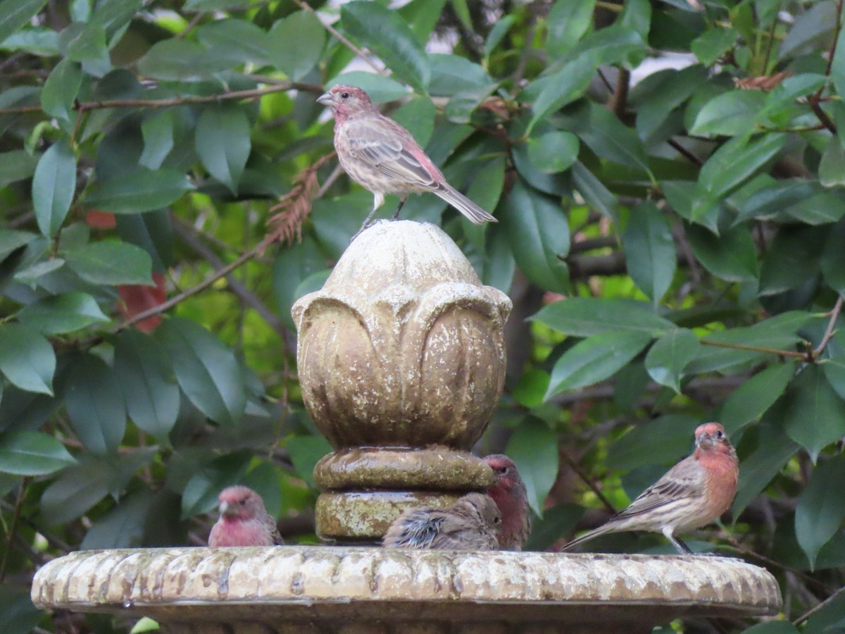 House Finch - ML642358124
