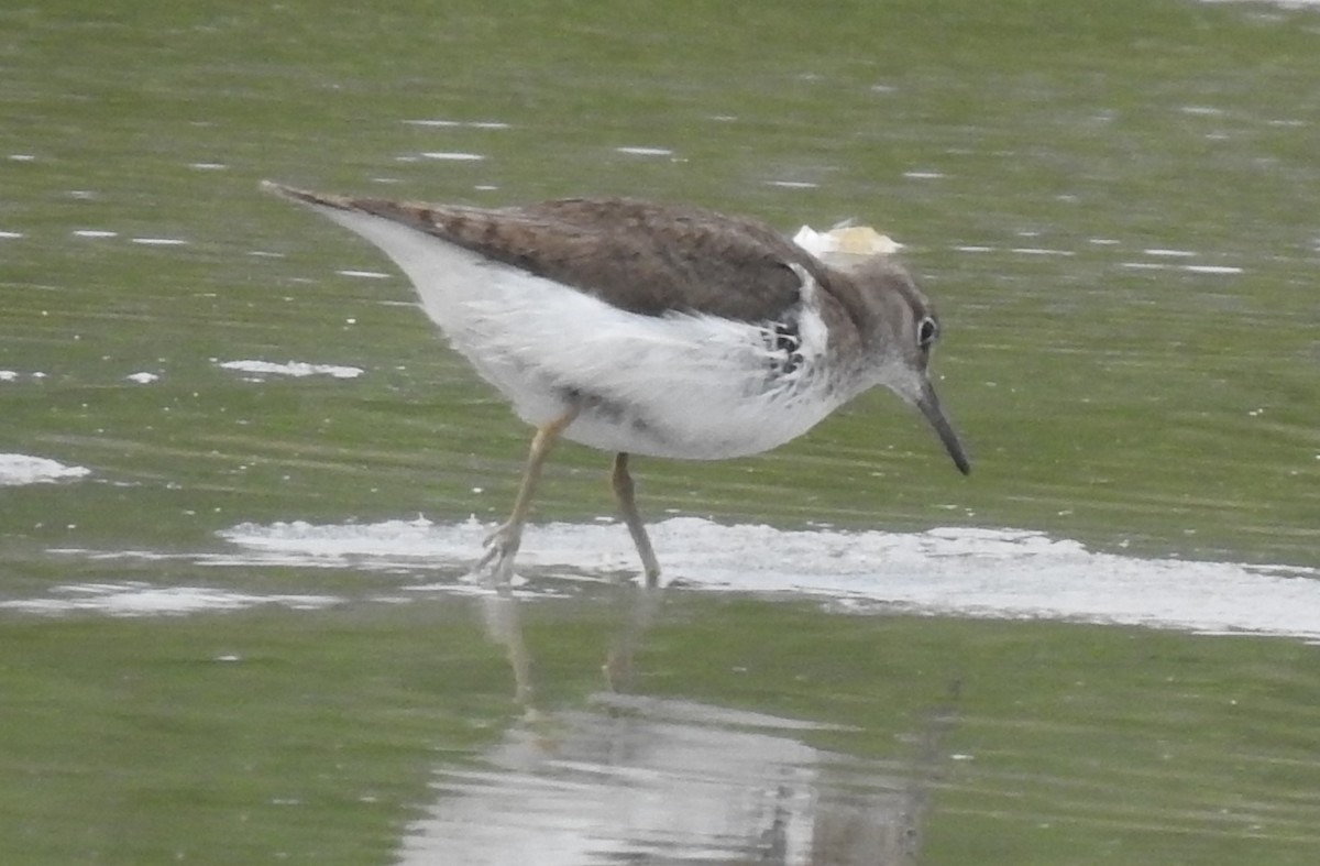 Common Sandpiper - ML642358129