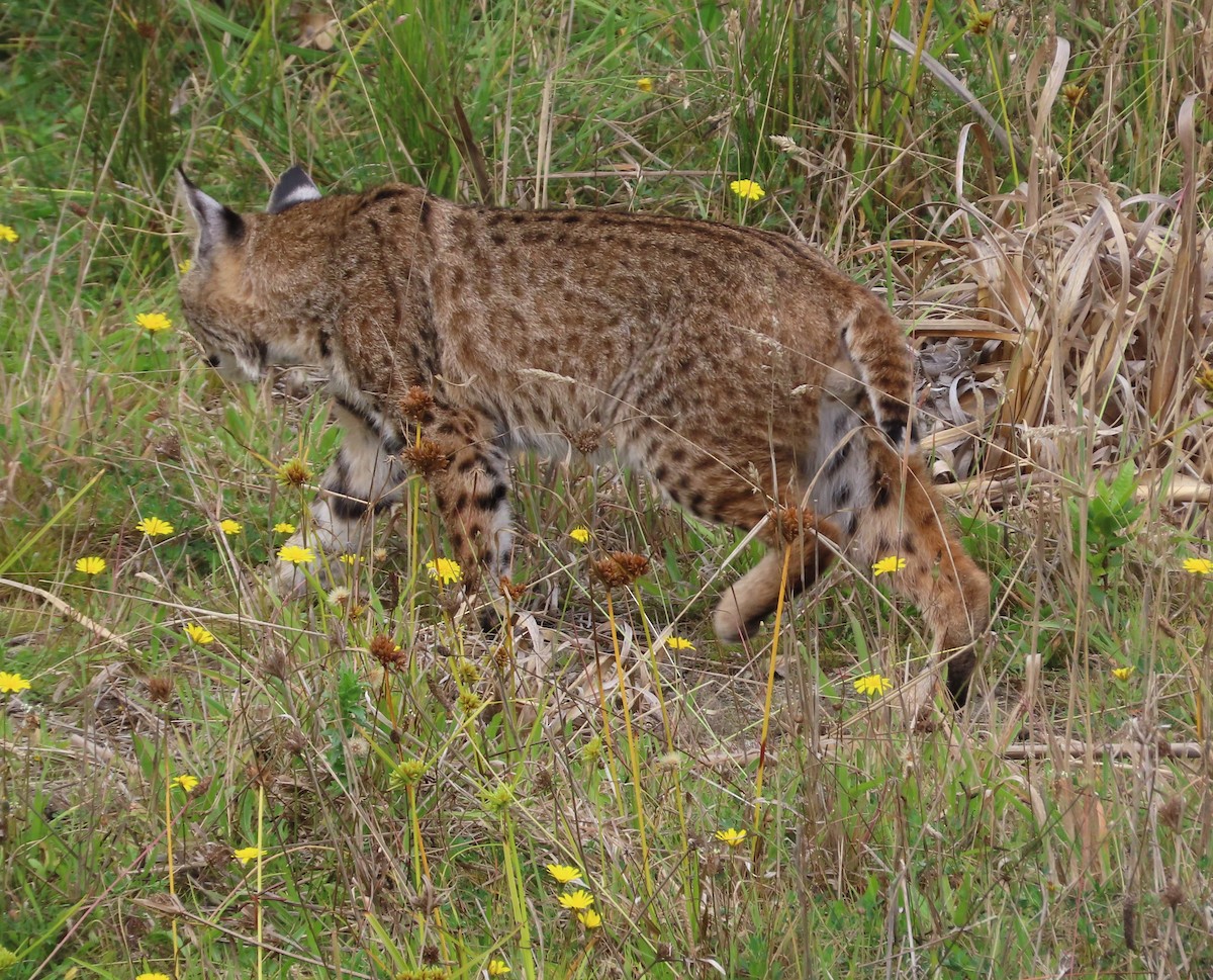 Animali - ML642358135